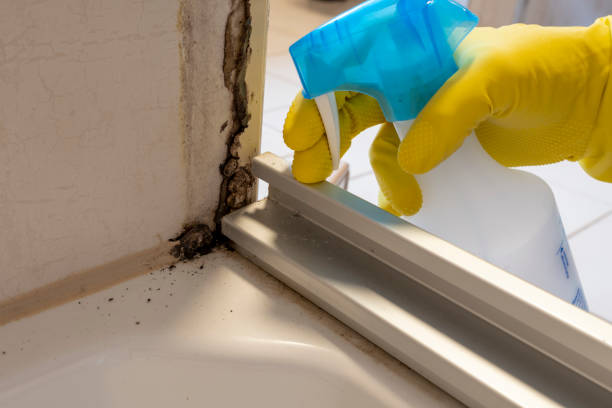 Best Mold Damage Repair  in Monroe, OH