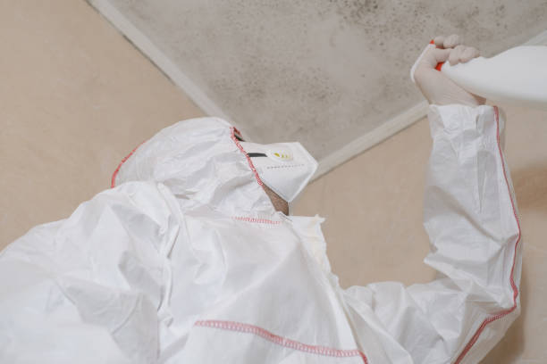 Best Attic Mold Removal  in Monroe, OH