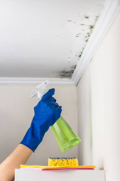 Best Toxic Mold Removal  in Monroe, OH